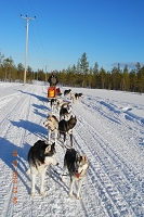 Huskies Erleben